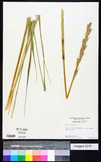 Leymus mollis subsp. mollis image