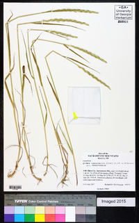 Elymus trachycaulus subsp. trachycaulus image