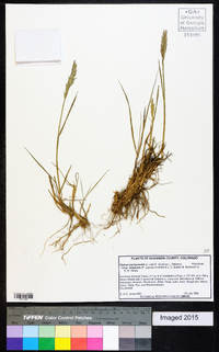 Elymus alaskanus subsp. latiglumis image