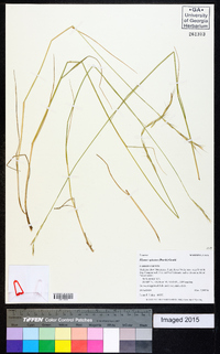 Pseudoroegneria spicata image