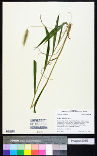 Elymus villosus image