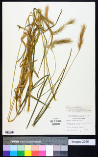 Elymus villosus image