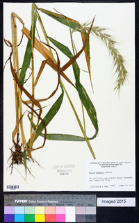 Elymus wiegandii image