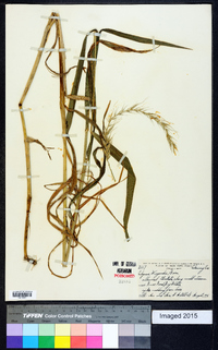 Elymus wiegandii image