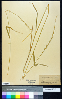 Elymus glaucus image