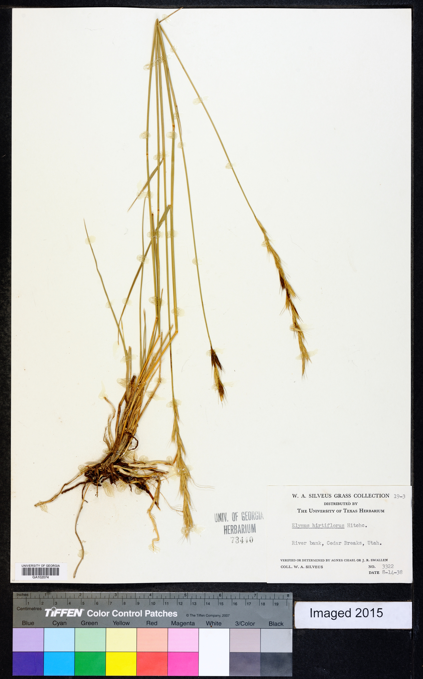 Elymus hirtiflorus image
