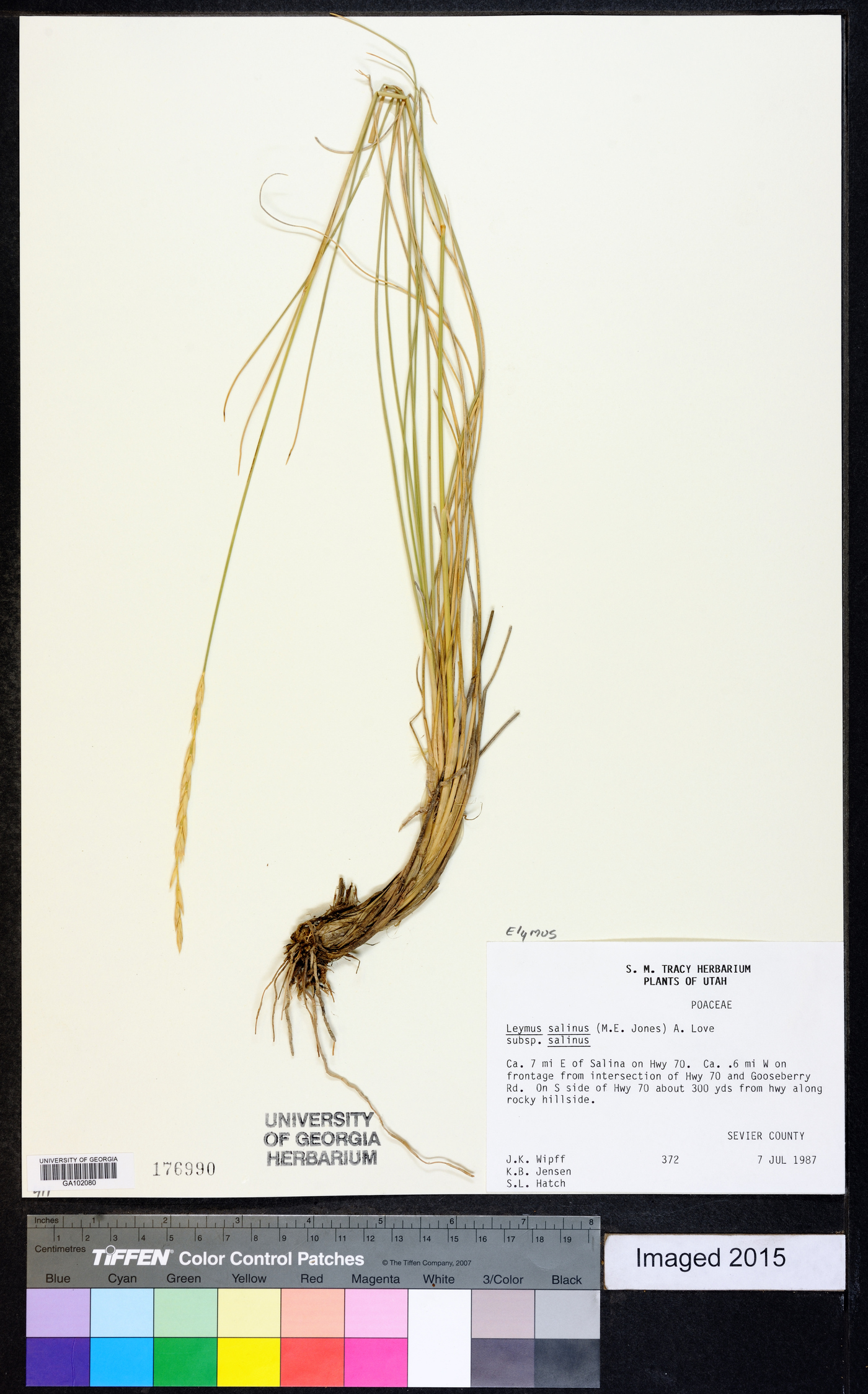 Leymus salina subsp. salina image