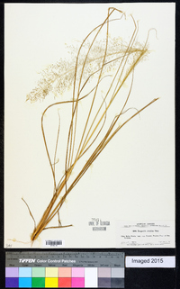 Eragrostis airoides image