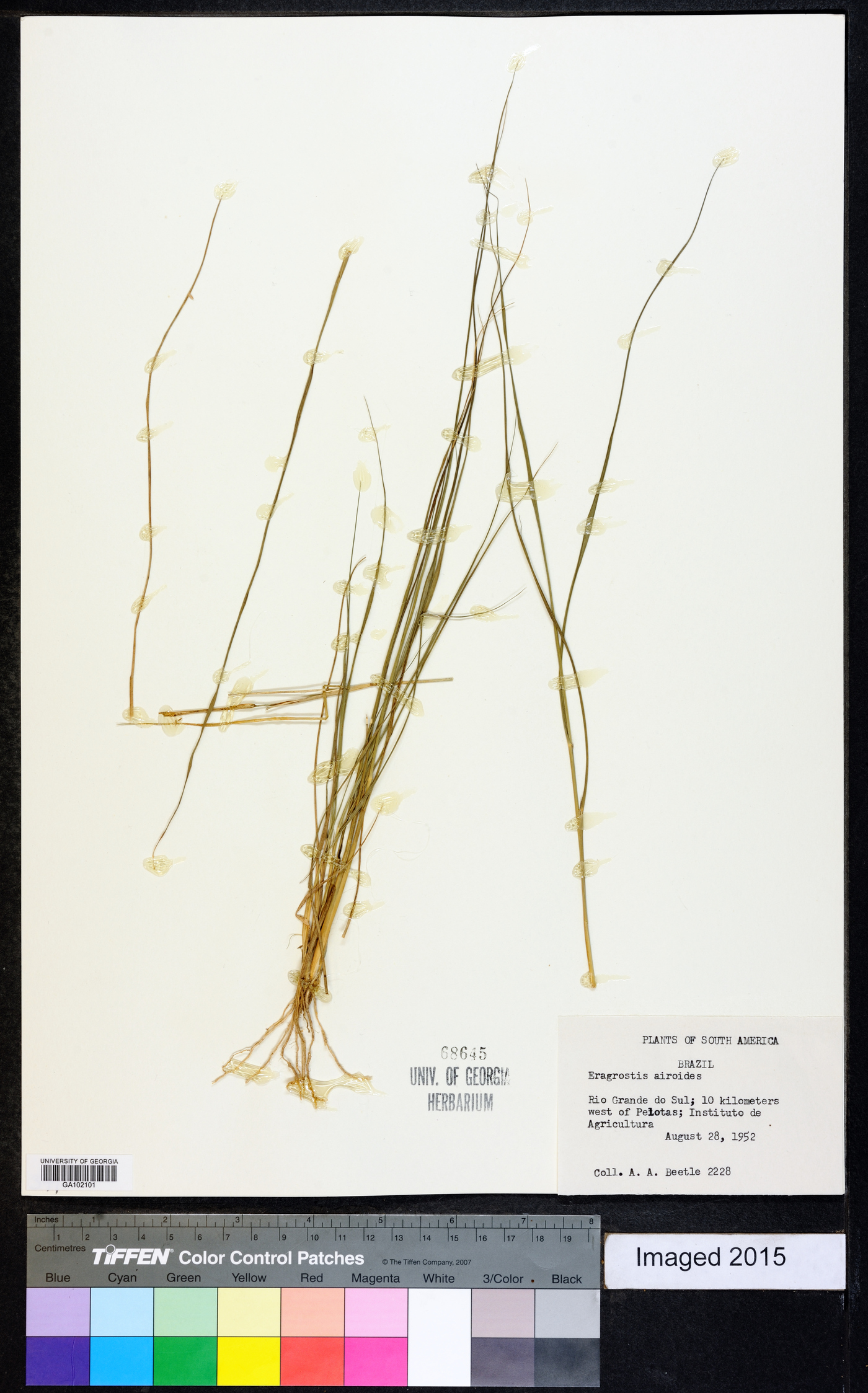 Eragrostis airoides image