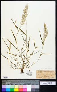 Eragrostis amabilis image