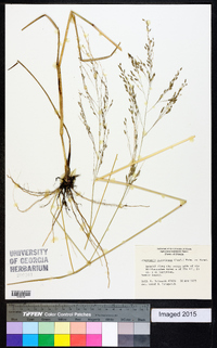 Eragrostis atrovirens image