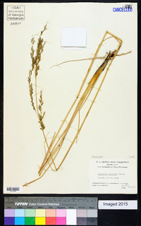 Eragrostis bahiensis image