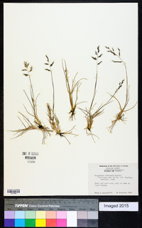 Eragrostis bahiensis image