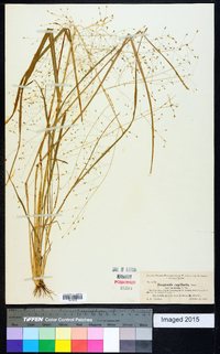 Eragrostis capillaris image