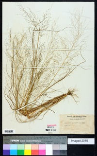 Eragrostis capillaris image