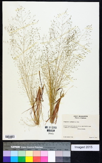 Eragrostis capillaris image