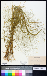 Eragrostis capillaris image