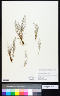 Eragrostis capillaris image