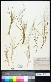 Eragrostis capillaris image