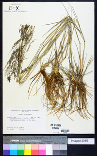 Eragrostis nutans image