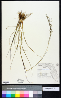 Eragrostis nutans image