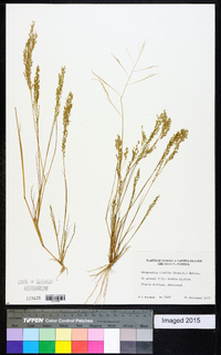 Eragrostis nutans image