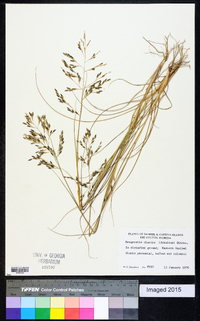 Eragrostis nutans image