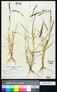 Eragrostis ciliaris image