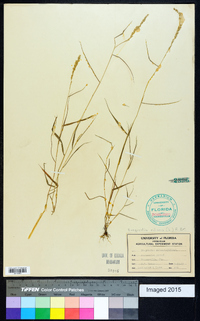 Eragrostis ciliaris image