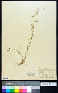 Eragrostis cumingii image