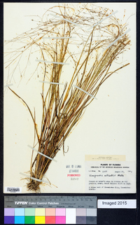 Eragrostis elliottii image