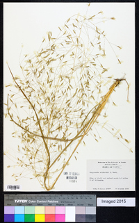 Eragrostis elliottii image