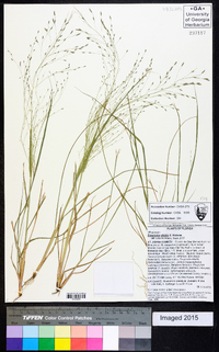 Eragrostis elliottii image