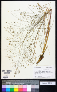 Eragrostis elliottii image