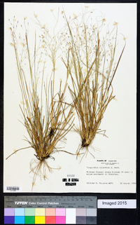 Eragrostis elliottii image