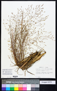 Eragrostis elliottii image