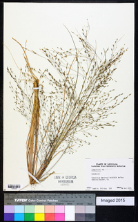 Eragrostis elliottii image