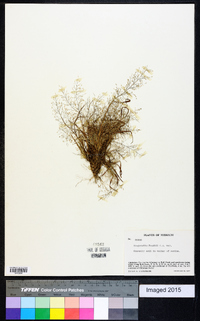 Eragrostis frankii image