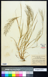 Eragrostis frankii image