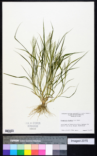 Eragrostis frankii image