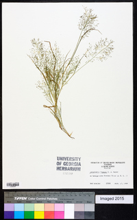 Eragrostis frankii image