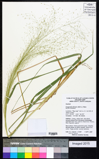 Eragrostis hirsuta image