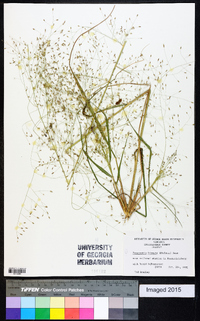 Eragrostis hirsuta image