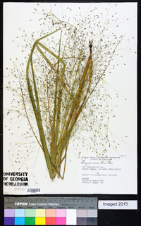 Eragrostis hirsuta image