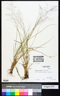 Eragrostis hirsuta image