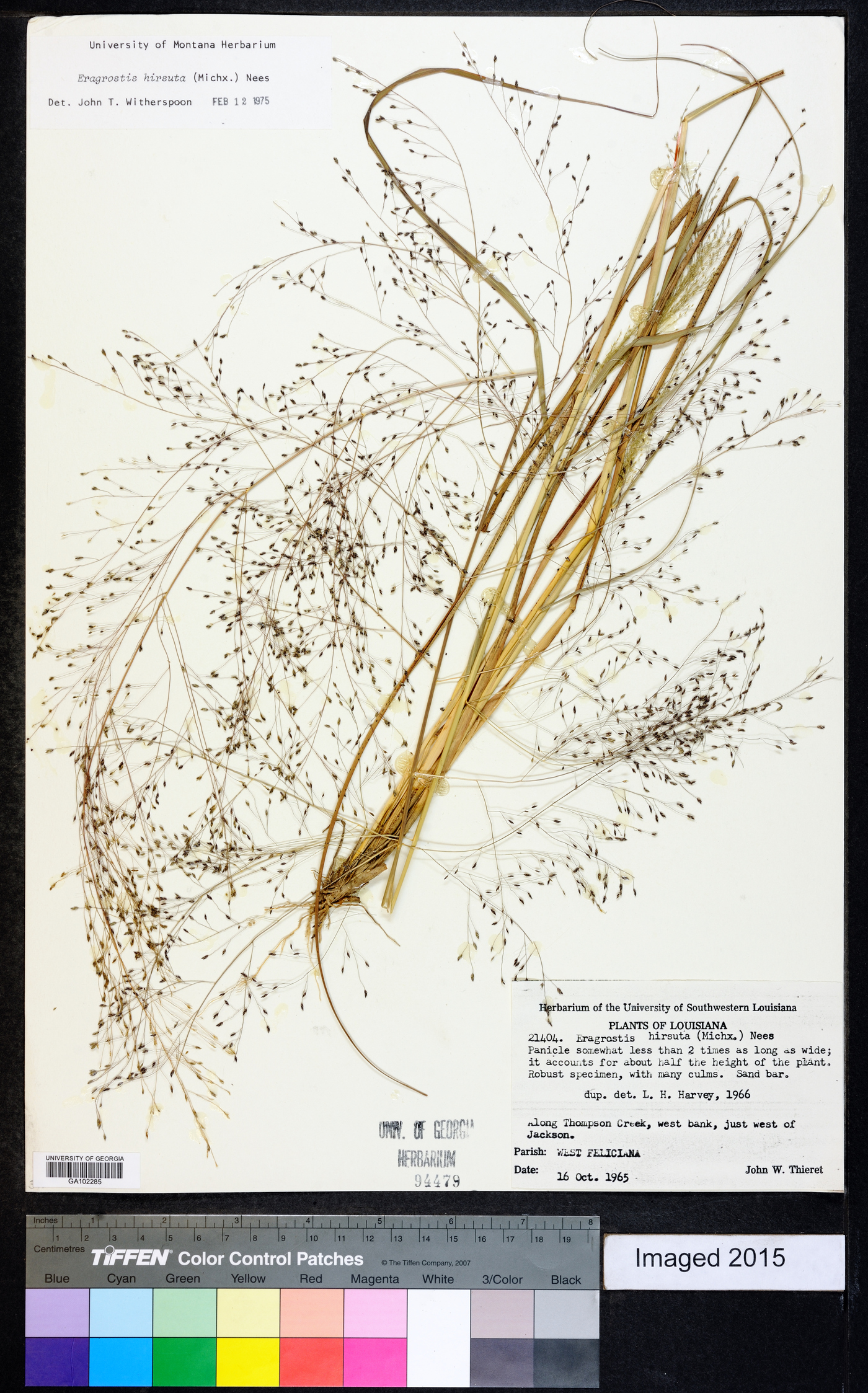 Eragrostis hirsuta image