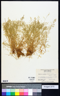 Eragrostis hypnoides image