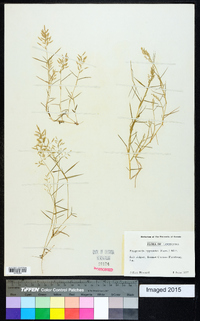 Eragrostis hypnoides image