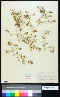 Eragrostis hypnoides image