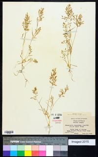 Eragrostis hypnoides image